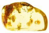 Polished Colombian Copal ( g) - Contains Termites! #304089-1